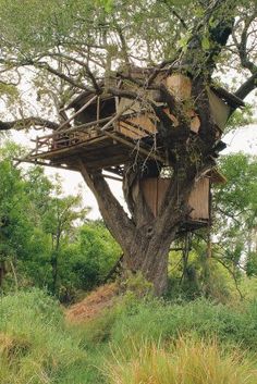 a tree house built into the side of a large oak tree in a grassy area