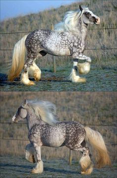 two pictures of a horse running in the grass, one is white and the other is grey