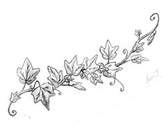 a pencil drawing of leaves and vines