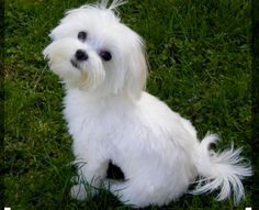 a small white dog sitting in the grass