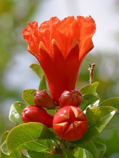 an orange flower with green leaves and buds