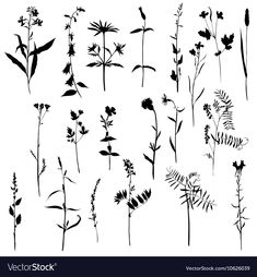 black and white silhouettes of wildflowers on a white background stock photo royalty