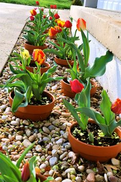 there are many potted flowers on the ground