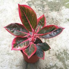 a potted plant with red and green leaves on the top, sitting on a cement surface