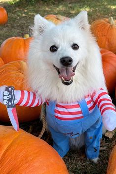 a small white dog wearing a red and blue striped shirt sitting in front of pumpkins