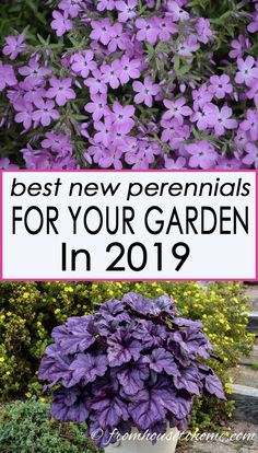 purple flowers with text overlay that says best new perennials for your garden in 2019