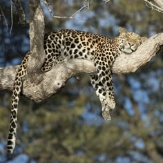 a leopard laying on top of a tree branch