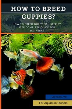 the cover of how to breed guppies? by victoria ver for aquarium owners