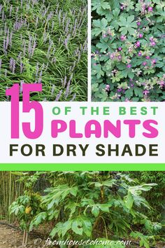 the best plants for dry shade