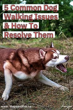 a brown and white husky dog walking in the grass with its mouth open, text reads 5 common dog walking issues & how to resolve them