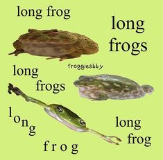 an image of different types of frogs