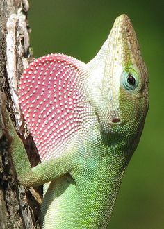 an iguana climbing up the side of a tree with its tongue hanging out