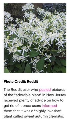 an image of some white flowers with green leaves in the foreground and text below that reads, photo credit reddit