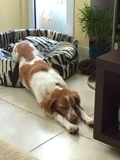 a brown and white dog laying on top of a floor next to a cat bed