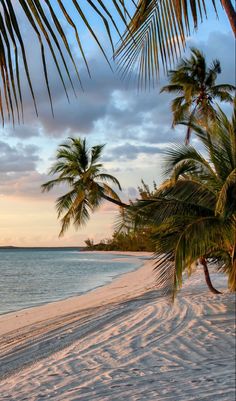 palm trees line the beach as the sun sets in the distance on an empty tropical island