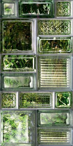 several glass blocks with plants growing in them