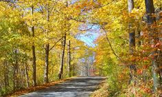 an empty road surrounded by trees in the fall