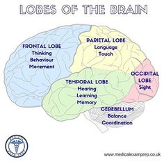 the parts of the brain labeled in different colors and names, including labels on each side