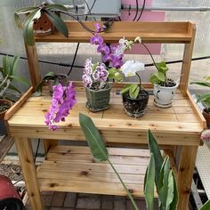 several potted plants are sitting on a wooden shelf