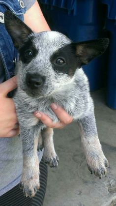 a person holding a small dog in their hands