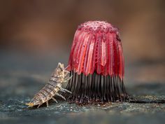 a close up of a brush with a small insect on it's side and a bug crawling next to it