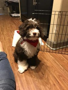 a small dog sitting on top of a wooden floor