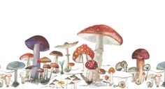 a group of mushrooms that are on the side of a road in front of a white background