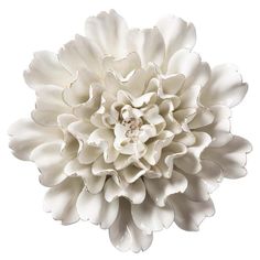 a large white flower on a white background