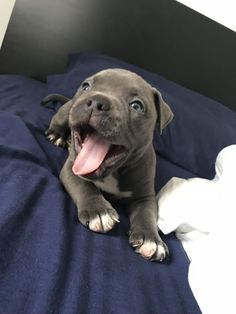 a dog laying on top of a bed with its tongue out and it's mouth open