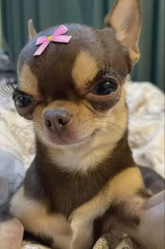 a small dog with a pink bow on it's head sitting on a bed