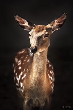 a deer is standing in the dark with its head turned to the side and it's eyes open