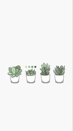 three potted succulents line up against a white background