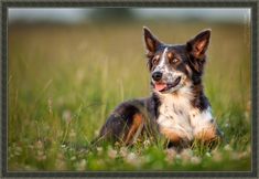 a dog laying in the grass with its tongue out and looking at the camera while smiling