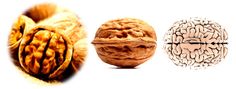 6 Great Foods That Increase Dopamine Levels - DrJockers.com Walnut Brain, Eating Organic, Body Organs, Big Meals, Healing Food, Food Facts, Health Info, Processed Food