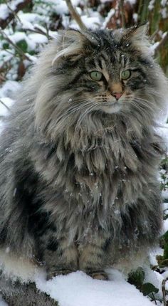 a long haired cat sitting in the snow