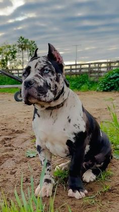 a black and white dog sitting on top of a dirt field next to green grass