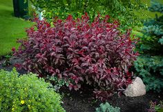 a bush with red leaves is in the middle of a garden