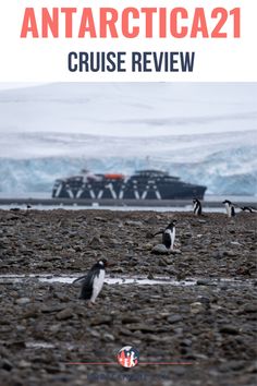 an image of penguins on the beach with text overlay that reads antarticaa2 cruise review