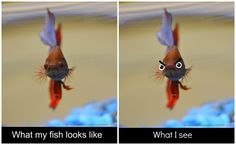 two pictures of fish looking at each other with caption that says, what my fish looks like