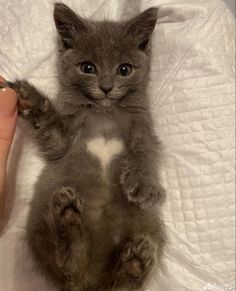 a small gray kitten sitting on top of a white blanket next to someone's hand