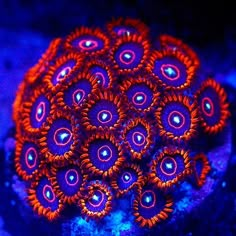 an orange and purple coral with blue lights on it's surface in the ocean