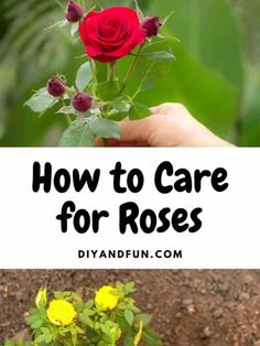 how to care for roses in the garden with text overlay that reads, how to care for roses