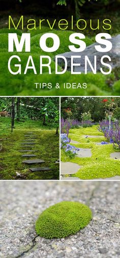 the cover of marvelous moss gardens tips and ideas