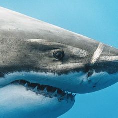 a great white shark with its mouth open