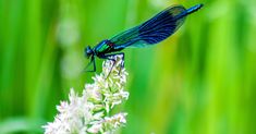 a blue dragonfly sitting on top of a flower in front of some green grass