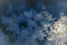 snow flakes are seen in this photograph