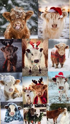 many different pictures of cows in the snow