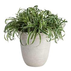 a potted plant with green leaves on a white background