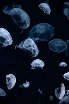 many jellyfish are swimming in the water