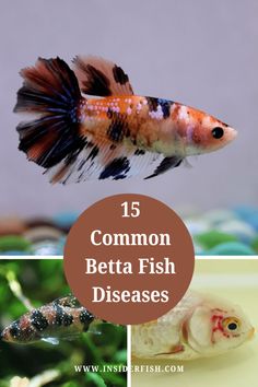 different types of fish with text overlay that reads 15 common betta fish diseases